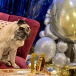 Parag Tyagi Instagram - Happy 10th birthday our love our Jaan ❤️❤️❤️ #simba #love #cute #gratitude #grateful #behealthy #happiness #birthday #birthdayboy #together #joy