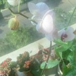 Pooja Banerjee Instagram - My little #BalconyGarden #Plants #Ugaoo #balconygarden #PoojaBanerjee #BlueMermaid #Mumbai #MomToBe