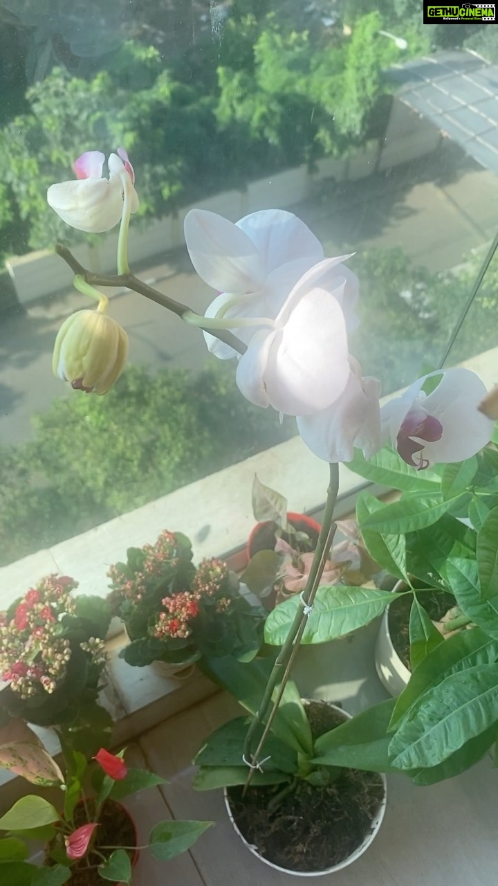 Pooja Banerjee Instagram - My little #BalconyGarden #Plants #Ugaoo #balconygarden #PoojaBanerjee #BlueMermaid #Mumbai #MomToBe