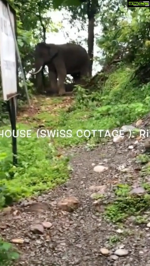 Raghav Juyal Instagram - #Repost @ishanbhandarii ・・・ Nature has so much for us ! Take less and give more. He lost his way and almost ended up on the road No harm I guess he enjoyed that. #wildlife #rishikesh