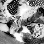 Raghav Juyal Instagram - पूरा दिन बस सोना ,खाना ,खेलना, हगना and repeat 🐈 🐈‍⬛ #catadoption #animals #cats #mumbaicats #adoptanimals