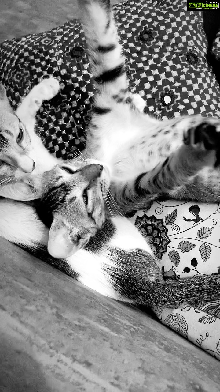 Raghav Juyal Instagram - पूरा दिन बस सोना ,खाना ,खेलना, हगना and repeat 🐈 🐈⬛ #catadoption #animals #cats #mumbaicats #adoptanimals