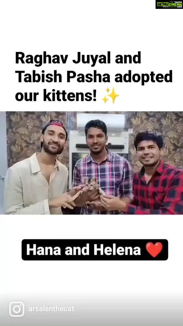 Raghav Juyal Instagram - #Repost @arsalanthecat ・・・ Raghav Juyal and Tabish Pasha adopted our kittens! ✨ Alhamdulillah! #raghavjuyal #tabishpasha #cats #catsofinstagram #cat #kittens #kittensofinstagram #kitten #catstagram #kittenstagram #cats_of_instagram #kitty #catsofig #catlovers #photography #catstagram