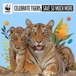 Raghav Juyal Instagram - It's #GlobalTigerDay - a time to celebrate the apex predators. India is home to the magnificent Royal Bengal Tiger. Join me and @wwfindia to help raise awareness and roar together for our tigers. #wwfindia #GTD2021 #tigerday #tigers Link in my swipe up story