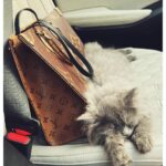 Reem Shaikh Instagram – My baby….🤍

Romeo 🐾