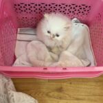 Reyhna Malhotra Instagram - This is a post to alert the owners of pets to be cautious if your taking your babies to @superpetsvet andheri or Bandra Emma was taken for a checkup as she is a mother now, and due to pregnancy her immunity dropped that caused bacterial infection on her skin ,dr.Ishan suggested I get her hair trimmed as the application of medicine would be easy nd healing will be faster which did make sense to me …. Due to their gromming section negligence the whiskers were cutoff which has made Emma aggressive and scared and she is not been feeding baby Leo and she is not even Happy In Her space which ofcourse breaks my heart to see her suffering for no fault of hers . Disappointing @superpetsvet and they didn’t even notice that their grommers have messed up We lost one baby because the staff was on holiday and now this . Disappointed @superpetsvet #cat #pets #petcare #persiancat