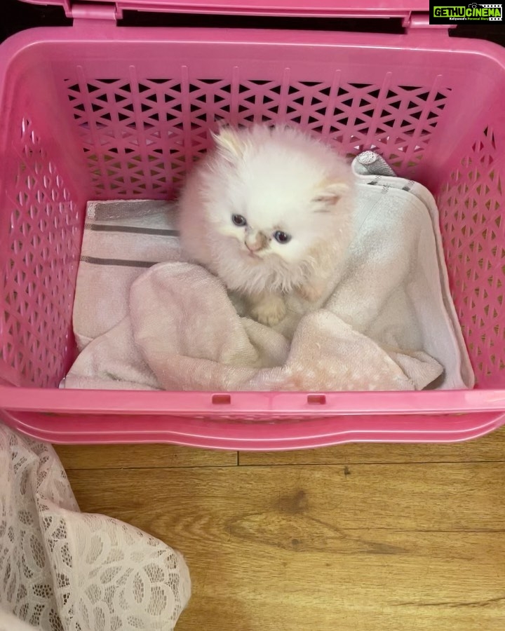Reyhna Malhotra Instagram - This is a post to alert the owners of pets to be cautious if your taking your babies to @superpetsvet andheri or Bandra Emma was taken for a checkup as she is a mother now, and due to pregnancy her immunity dropped that caused bacterial infection on her skin ,dr.Ishan suggested I get her hair trimmed as the application of medicine would be easy nd healing will be faster which did make sense to me …. Due to their gromming section negligence the whiskers were cutoff which has made Emma aggressive and scared and she is not been feeding baby Leo and she is not even Happy In Her space which ofcourse breaks my heart to see her suffering for no fault of hers . Disappointing @superpetsvet and they didn’t even notice that their grommers have messed up We lost one baby because the staff was on holiday and now this . Disappointed @superpetsvet #cat #pets #petcare #persiancat