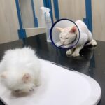 Reyhna Malhotra Instagram - This is a post to alert the owners of pets to be cautious if your taking your babies to @superpetsvet andheri or Bandra Emma was taken for a checkup as she is a mother now, and due to pregnancy her immunity dropped that caused bacterial infection on her skin ,dr.Ishan suggested I get her hair trimmed as the application of medicine would be easy nd healing will be faster which did make sense to me …. Due to their gromming section negligence the whiskers were cutoff which has made Emma aggressive and scared and she is not been feeding baby Leo and she is not even Happy In Her space which ofcourse breaks my heart to see her suffering for no fault of hers . Disappointing @superpetsvet and they didn’t even notice that their grommers have messed up We lost one baby because the staff was on holiday and now this . Disappointed @superpetsvet #cat #pets #petcare #persiancat