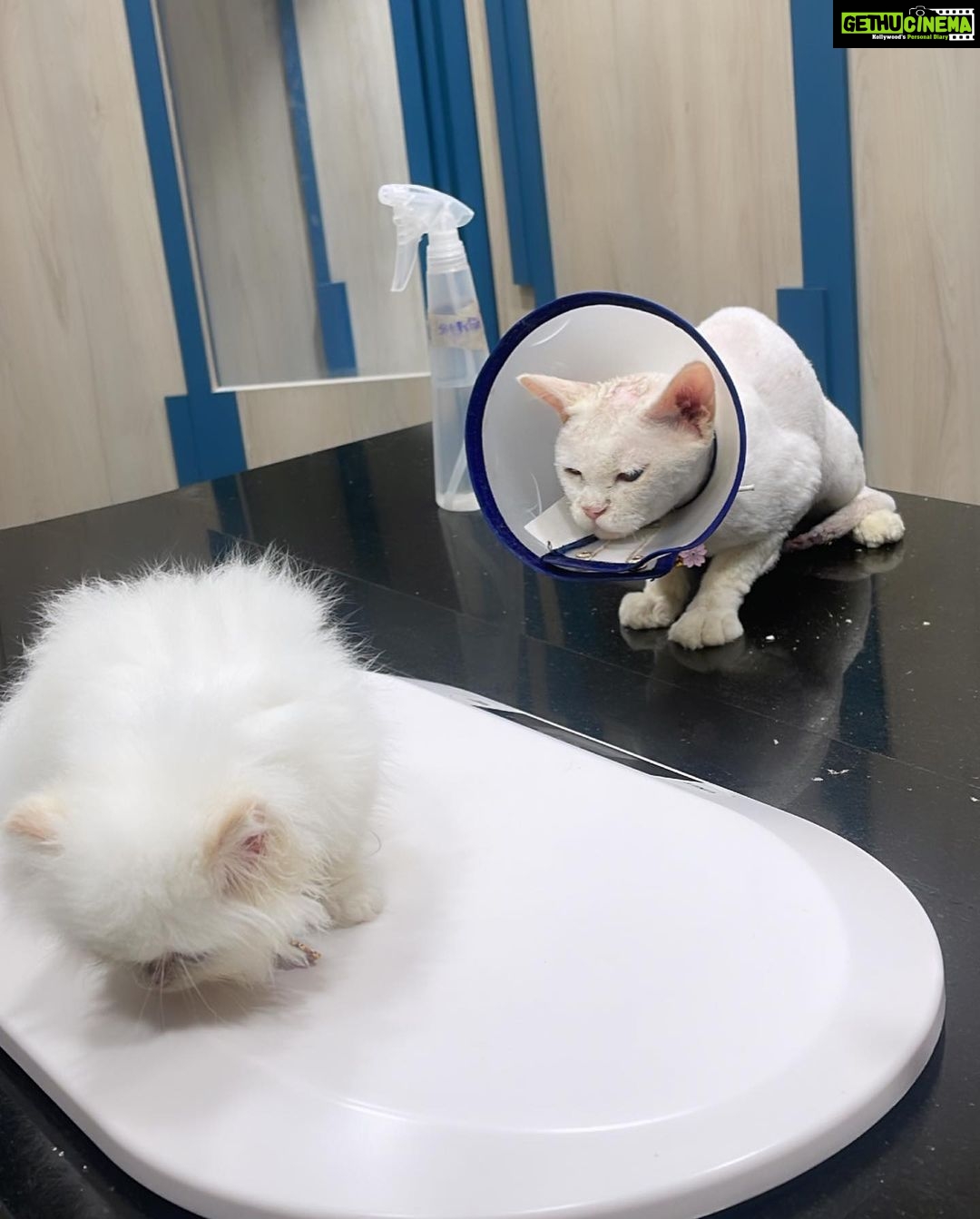 Reyhna Malhotra Instagram - This is a post to alert the owners of pets to be cautious if your taking your babies to @superpetsvet andheri or Bandra Emma was taken for a checkup as she is a mother now, and due to pregnancy her immunity dropped that caused bacterial infection on her skin ,dr.Ishan suggested I get her hair trimmed as the application of medicine would be easy nd healing will be faster which did make sense to me …. Due to their gromming section negligence the whiskers were cutoff which has made Emma aggressive and scared and she is not been feeding baby Leo and she is not even Happy In Her space which ofcourse breaks my heart to see her suffering for no fault of hers . Disappointing @superpetsvet and they didn’t even notice that their grommers have messed up We lost one baby because the staff was on holiday and now this . Disappointed @superpetsvet #cat #pets #petcare #persiancat