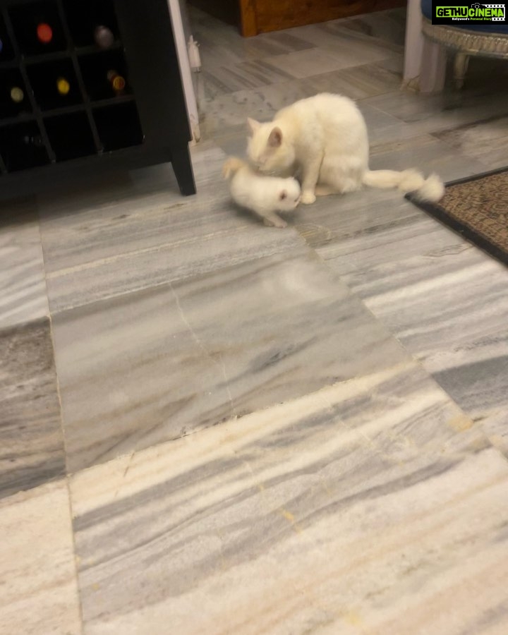 Reyhna Malhotra Instagram - This is a post to alert the owners of pets to be cautious if your taking your babies to @superpetsvet andheri or Bandra Emma was taken for a checkup as she is a mother now, and due to pregnancy her immunity dropped that caused bacterial infection on her skin ,dr.Ishan suggested I get her hair trimmed as the application of medicine would be easy nd healing will be faster which did make sense to me …. Due to their gromming section negligence the whiskers were cutoff which has made Emma aggressive and scared and she is not been feeding baby Leo and she is not even Happy In Her space which ofcourse breaks my heart to see her suffering for no fault of hers . Disappointing @superpetsvet and they didn’t even notice that their grommers have messed up We lost one baby because the staff was on holiday and now this . Disappointed @superpetsvet #cat #pets #petcare #persiancat