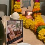 Sanaya Irani Instagram - Navroze Mubarak from us to you 🔥 🕯😊😊. #chiefiranisehgal we miss you so much, our family will never be complete without you. Love you forever ❤️❤️. Gus misses you chief during lunch time 😢😘❤️ #gusiranisehgal #navrozmubarak #parsinewyear