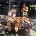Sanjay Gagnani Instagram – This Roar is Rare! 🐯

#tigerkingdomphuket #savetigers #donotletitgetextinct #tiger