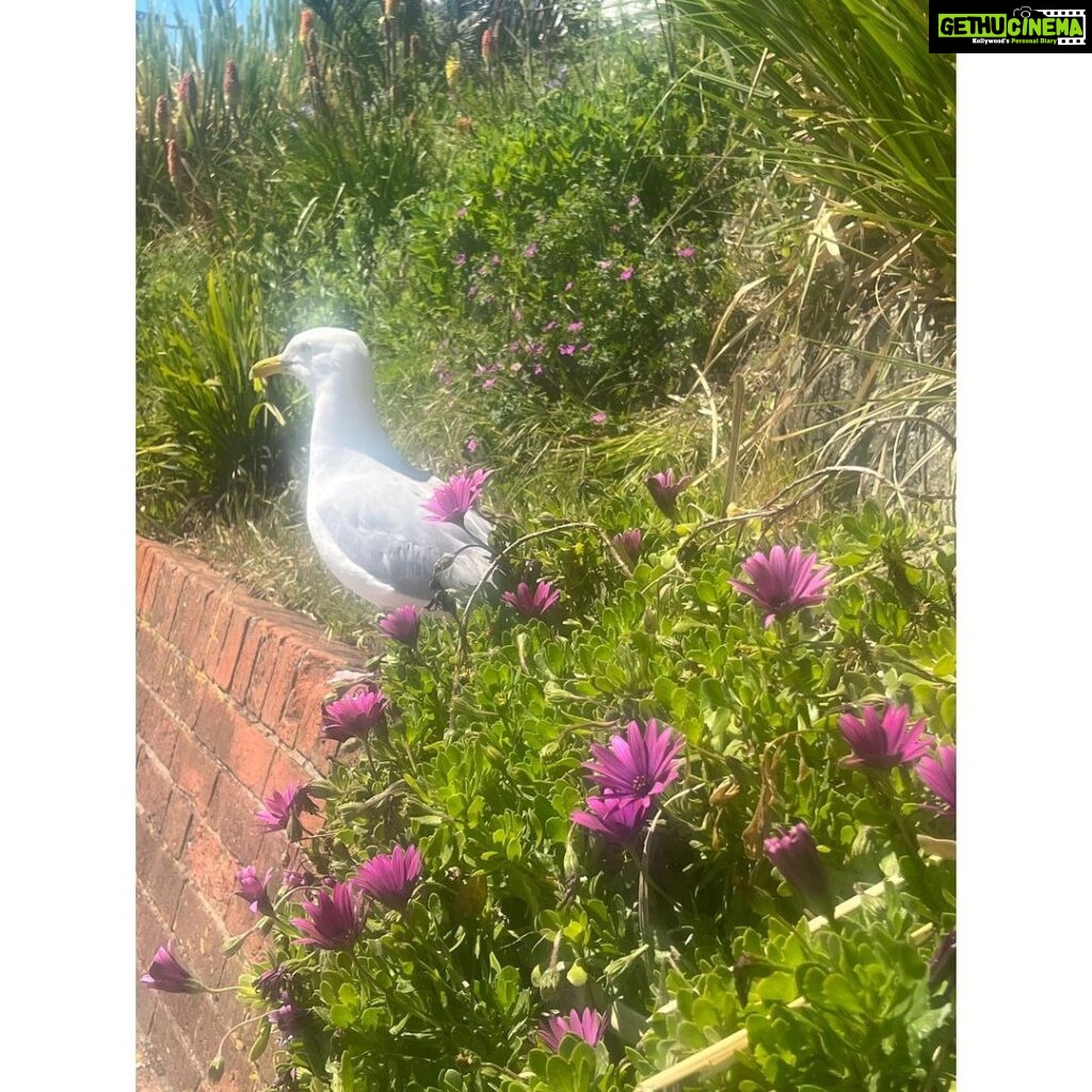 Sauraseni Maitra Instagram - Eastbourne ‘22 #eastbourne #lifebythebeach #coast #englishchannel #summerinuk #uk #travel #travelgram Eastbourne, England