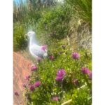 Sauraseni Maitra Instagram - Eastbourne ‘22 #eastbourne #lifebythebeach #coast #englishchannel #summerinuk #uk #travel #travelgram Eastbourne, England