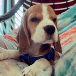 Shafaq Naaz Instagram - Ladies and gentlemen let me introduce you to this toofan of my life and my little baby “GOOFY”🐶❤️ . . #beagle#beaglepuppy#beaglemania#beaglesofinstagram#beagleworld#dogsofinstagram#dogs