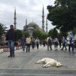 Shenaz Treasurywala Instagram - How are you celebrating Eid at home today? Talk to me!!! And Eid Mubarak everyone! I know it must be especially hard for you to not be with family and friends today. Hope you get to spend next Eid with your loved ones ❤️ This photo was at the Blue Mosque in Istanbul. Swipe right to see the story of my afternoon in photos that I took😊 I’ve been to many mosques but this and the Shaikh Zayed Mosque ( see my stories ) are the most spectacular so far. #eidmubarak #eidmubarak