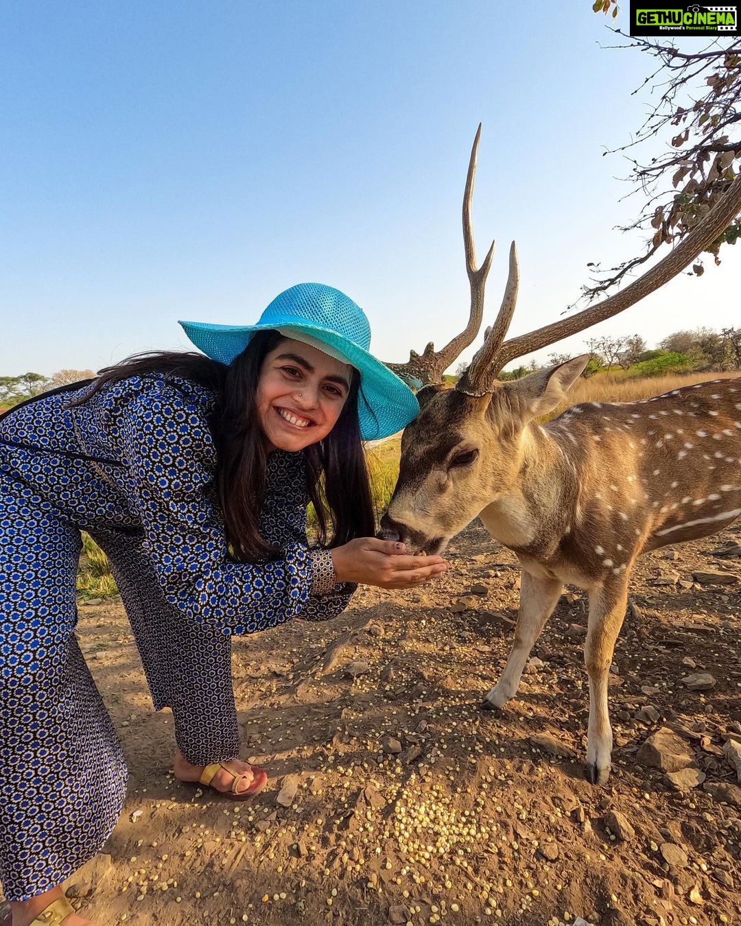 Shenaz Treasurywala Instagram - This is the closest I've ever come to an animal in the wild! Have you ever had an experience with a wild animal? Not talking about your last boyfriend but you can tell me about him too;) I always thought deer were shy but these guys come from the forest to Shikarbadi @hrhhotels Udaipur and ate out of my hand. I am a little conflicted about feeding them. Generally, it is not okay to feed wildlife. I don't want it to result in future problems for animals and people. Processed seeds, bread and other foods that are not part of an animal's natural diet can make them sick. But the forest guys there assured me that this was organic corn and the deer came there to their garden everyday to feed. Im still a bit conflicted. What is your opinion??? #feedingdeers🦌 #wildlifeencounter #udaipurdiaries😍 #travelromancesmiles HRH Shikarbadi Palace