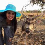 Shenaz Treasurywala Instagram - This is the closest I've ever come to an animal in the wild! Have you ever had an experience with a wild animal? Not talking about your last boyfriend but you can tell me about him too;) I always thought deer were shy but these guys come from the forest to Shikarbadi @hrhhotels Udaipur and ate out of my hand. I am a little conflicted about feeding them. Generally, it is not okay to feed wildlife. I don't want it to result in future problems for animals and people. Processed seeds, bread and other foods that are not part of an animal's natural diet can make them sick. But the forest guys there assured me that this was organic corn and the deer came there to their garden everyday to feed. Im still a bit conflicted. What is your opinion??? #feedingdeers🦌 #wildlifeencounter #udaipurdiaries😍 #travelromancesmiles HRH Shikarbadi Palace