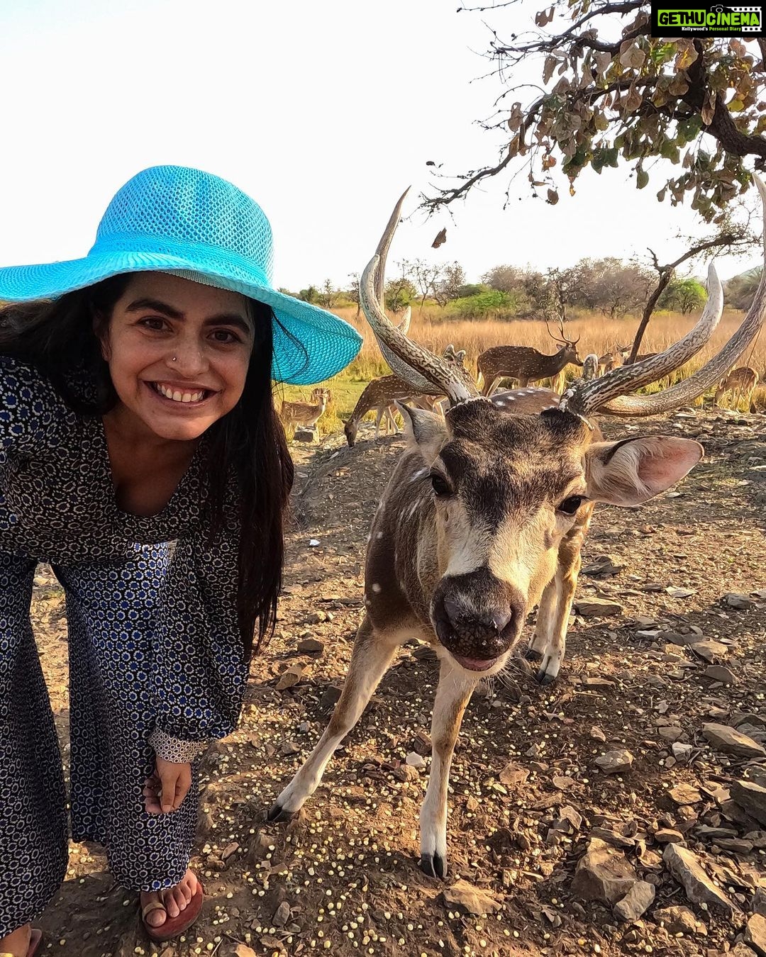 Shenaz Treasurywala Instagram - This is the closest I've ever come to an animal in the wild! Have you ever had an experience with a wild animal? Not talking about your last boyfriend but you can tell me about him too;) I always thought deer were shy but these guys come from the forest to Shikarbadi @hrhhotels Udaipur and ate out of my hand. I am a little conflicted about feeding them. Generally, it is not okay to feed wildlife. I don't want it to result in future problems for animals and people. Processed seeds, bread and other foods that are not part of an animal's natural diet can make them sick. But the forest guys there assured me that this was organic corn and the deer came there to their garden everyday to feed. Im still a bit conflicted. What is your opinion??? #feedingdeers🦌 #wildlifeencounter #udaipurdiaries😍 #travelromancesmiles HRH Shikarbadi Palace