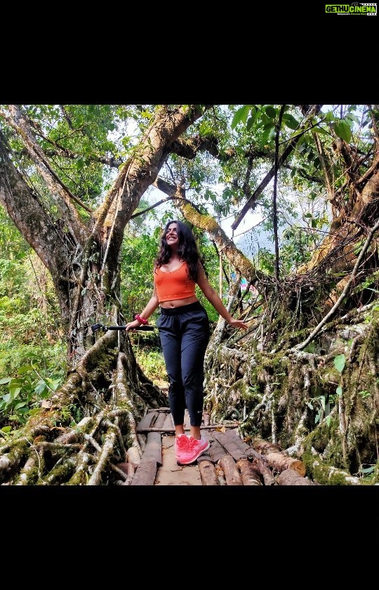 Shenaz Treasurywala Instagram - jab we met jaane tu band baaja barat barfi devdaas devd Kal Ho Na Ho or some other Here's a beautiful love story of a Man from South India and a woman from the North East and how their love led to the discovery of the Natural Root Bridges of Meghalaya. These bridges are completely natural. They are formed by living roots of trees by tree shaping. They take 15-20 years to build. Most of Meghalaya's many living root bridges are located near Cherrapunjee The bridges were discovered by Denis Rayen, who, along with his wife, Carmela, started the Cherrapunjee Holiday Resort. Dennis Rayen is as much in love with about the Cherrapunjee area as he is with his wife and he put the living root bridges on the map as tourist sights. These bridges are now world famous because of this. Dennis told me- Ordinary bridges would rot under the the heavy rain of Cherrapunjee, but the living root bridges just get stronger as they get older. @cherraresort #lovestory #doubledeckerbridge @janelovestowander #cherrapunji #Northeastindia