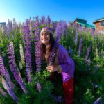 Shenaz Treasurywala Instagram - WHAT IS SOMETHING THAT MOST PEOPLE LEARN ONLY AFTER IT’S TOO LATE? I learnt - Time passes faster than you can imagine and I should enjoy the simple pleasures and stop to smel the flowers! This is the Lupin flower- Not lavender :) People say go to Gulmarg in the winter to see the snow. I suggest go to Gulmarg now to see these purple flowers 💜 Outfit by @tul_palav Pictures taken by me ofcourse🤣 how's my selfie w the flowers game?? @goproindia #gulmarg #kashmir #travelwithshenaz #uniquetravels Gulmarg, Kashmir