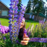 Shenaz Treasurywala Instagram - WHAT IS SOMETHING THAT MOST PEOPLE LEARN ONLY AFTER IT’S TOO LATE? I learnt - Time passes faster than you can imagine and I should enjoy the simple pleasures and stop to smel the flowers! This is the Lupin flower- Not lavender :) People say go to Gulmarg in the winter to see the snow. I suggest go to Gulmarg now to see these purple flowers 💜 Outfit by @tul_palav Pictures taken by me ofcourse🤣 how's my selfie w the flowers game?? @goproindia #gulmarg #kashmir #travelwithshenaz #uniquetravels Gulmarg, Kashmir