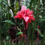 Shenaz Treasurywala Instagram - It's monsoon and nature is blooming!!! I want to know YOU ❣️ Answer any one - 1. What bollywood song comes to your mind in the rains? 2. What's your favourite snack in the rains? 3. Do you prefer long walks or long drives in the rain? 4. Can anyone tell me the name of this flower please? 5. Happy Father's day. My daddy taught me to love flowers. The tightest slap he ever gave me was for plucking a flower 🌺 He used to take pics of flowers and bees when we were kids and project the pics on a wall and make us watch them. He taught me to respect nature and trees and flowers . That they had feelings just like us. Thank you daddy!!! What valuable lesson has your dad taught you? #travelwithshenaz #monsoon #naturelovers #natureromance
