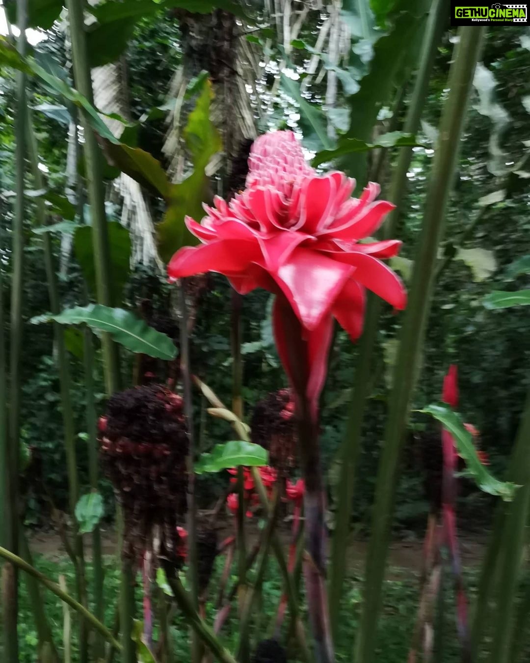 Shenaz Treasurywala Instagram - It's monsoon and nature is blooming!!! I want to know YOU ❣️ Answer any one - 1. What bollywood song comes to your mind in the rains? 2. What's your favourite snack in the rains? 3. Do you prefer long walks or long drives in the rain? 4. Can anyone tell me the name of this flower please? 5. Happy Father's day. My daddy taught me to love flowers. The tightest slap he ever gave me was for plucking a flower 🌺 He used to take pics of flowers and bees when we were kids and project the pics on a wall and make us watch them. He taught me to respect nature and trees and flowers . That they had feelings just like us. Thank you daddy!!! What valuable lesson has your dad taught you? #travelwithshenaz #monsoon #naturelovers #natureromance