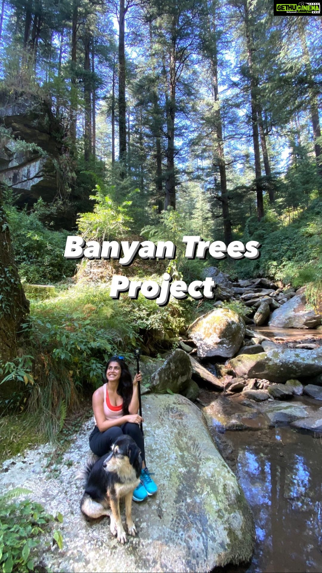 Shenaz Treasurywala Instagram - We have a dream to plant a 1000 banyan trees in the next few months in Mumbai City! Help us fulfill this dream? We want to gift π you the tree π³ not just any tree but a Banyan Tree!!! If you or anyone you know has Space and Sunlight- pls WhatsApp the number! And please share this video ??! Help us achieve this dream pleaseeeeeee We are tired of construction in Mumbai We want more Trees π³ Who is with me???? #tree #plants #banyantree #globalwarming #climatechange
