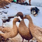 Shenaz Treasurywala Instagram – What would you do if you were in knee deep snow like this? 
It’s snowing up in Himachal @meenabaghhomes  and the ducks 🦆 are wondering what happened to their pond

Location @meenabaghhomes
@mgmotorin #MGMotorIndia #MorrisGaragesIndia #MGHector
@standwithtravel #StandWithTravel
#travelwithshenaz #travelhotelsmiles 
#mygreatindianroadtrip
