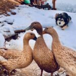 Shenaz Treasurywala Instagram - What would you do if you were in knee deep snow like this? It's snowing up in Himachal @meenabaghhomes and the ducks 🦆 are wondering what happened to their pond Location @meenabaghhomes @mgmotorin #MGMotorIndia #MorrisGaragesIndia #MGHector @standwithtravel #StandWithTravel #travelwithshenaz #travelhotelsmiles #mygreatindianroadtrip