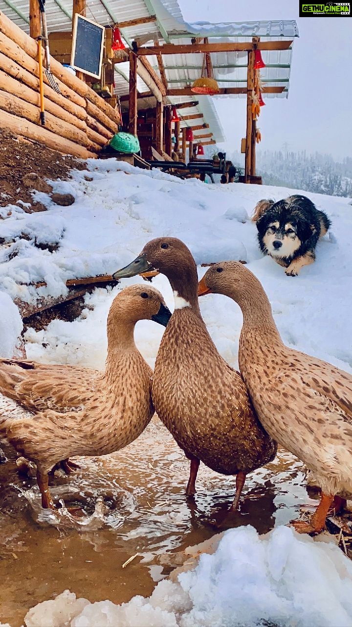 Shenaz Treasurywala Instagram - What would you do if you were in knee deep snow like this? It's snowing up in Himachal @meenabaghhomes and the ducks 🦆 are wondering what happened to their pond Location @meenabaghhomes @mgmotorin #MGMotorIndia #MorrisGaragesIndia #MGHector @standwithtravel #StandWithTravel #travelwithshenaz #travelhotelsmiles #mygreatindianroadtrip
