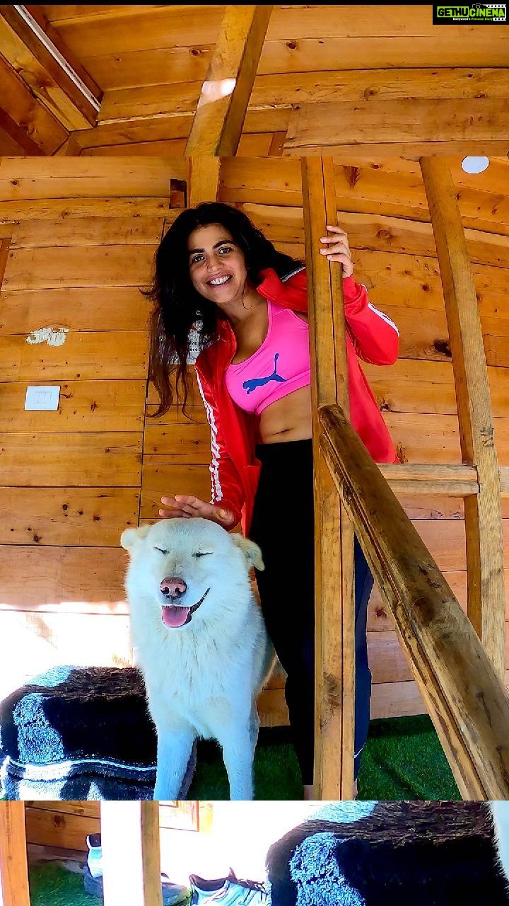 Shenaz Treasurywala Instagram - Are you ready to support small boutique homestays like this and stand with travel? Started by a sweet 26 year old Rahul from Hyderabad; this tree house is very comfortable and welcoming. They even have dormitories if you're on a budget. Who would you stay here with? @treehousejibhi This is a nice little affordable place if you're in tirthan valley The daily wagers in travel (tour guides, drivers, porters, etc) are helpless because they are usually not on salaries - they do work to make money StandWithTravel is a crowdfunding initiative where contribution made by travellers who care will reach these daily wagers to give them cash to survive today And they are more than happy to host the contributors in the future for trips with them. Support today - Your payment goes to a local travel business in a region of your choice. This cash will help them survive and support the local drivers, guides, porters, etc. Travel tomorrow - Redeem your contribution in the future and travel with the same small business you Supported. This has unlimited validity, so travel when you feel safe. LINK IN BIO @mgmotorin #MGMotorIndia #MorrisGaragesIndia #MGHector @standwithtravel #standwithtravel #GoPro #goproindia @goproindia #shenazgopro #travelwithshenaz #travelhotelsmiles #mygreatindianroadtrip