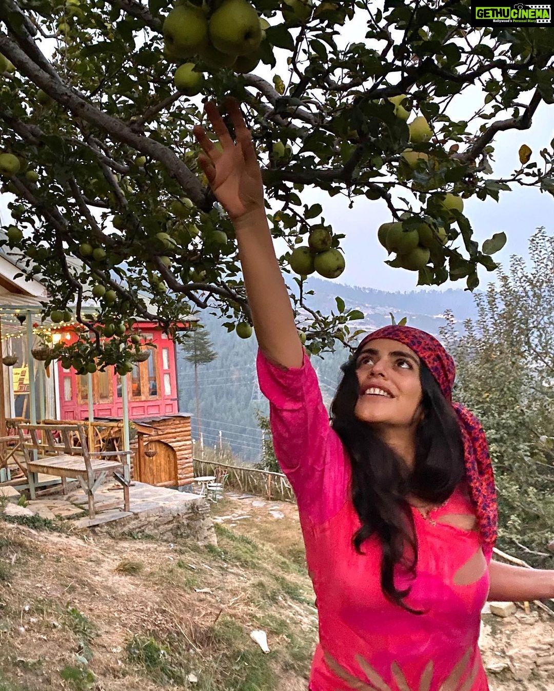 Shenaz Treasurywala Instagram - If you could pick money, good friends, amazing health or a passionate love from a tree which one would you pick? Right now I’m happy picking apples 🍏 off @meenabaghhomes orchid 🌳 thanks Sanjay for a lovely time and for taking these great pictures, hope to be back soon!!! I’m enjoying all my home stays in Himachal ❤️🙏🏾 making good friends - I think that’s my pick. #standwithtravel @standwithtravel