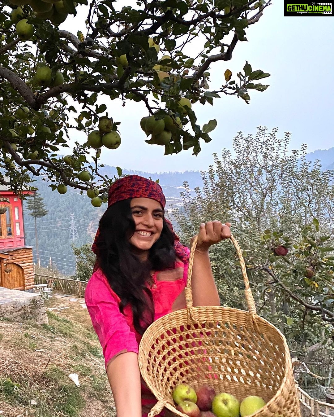 Shenaz Treasurywala Instagram - If you could pick money, good friends, amazing health or a passionate love from a tree which one would you pick? Right now I’m happy picking apples 🍏 off @meenabaghhomes orchid 🌳 thanks Sanjay for a lovely time and for taking these great pictures, hope to be back soon!!! I’m enjoying all my home stays in Himachal ❤️🙏🏾 making good friends - I think that’s my pick. #standwithtravel @standwithtravel