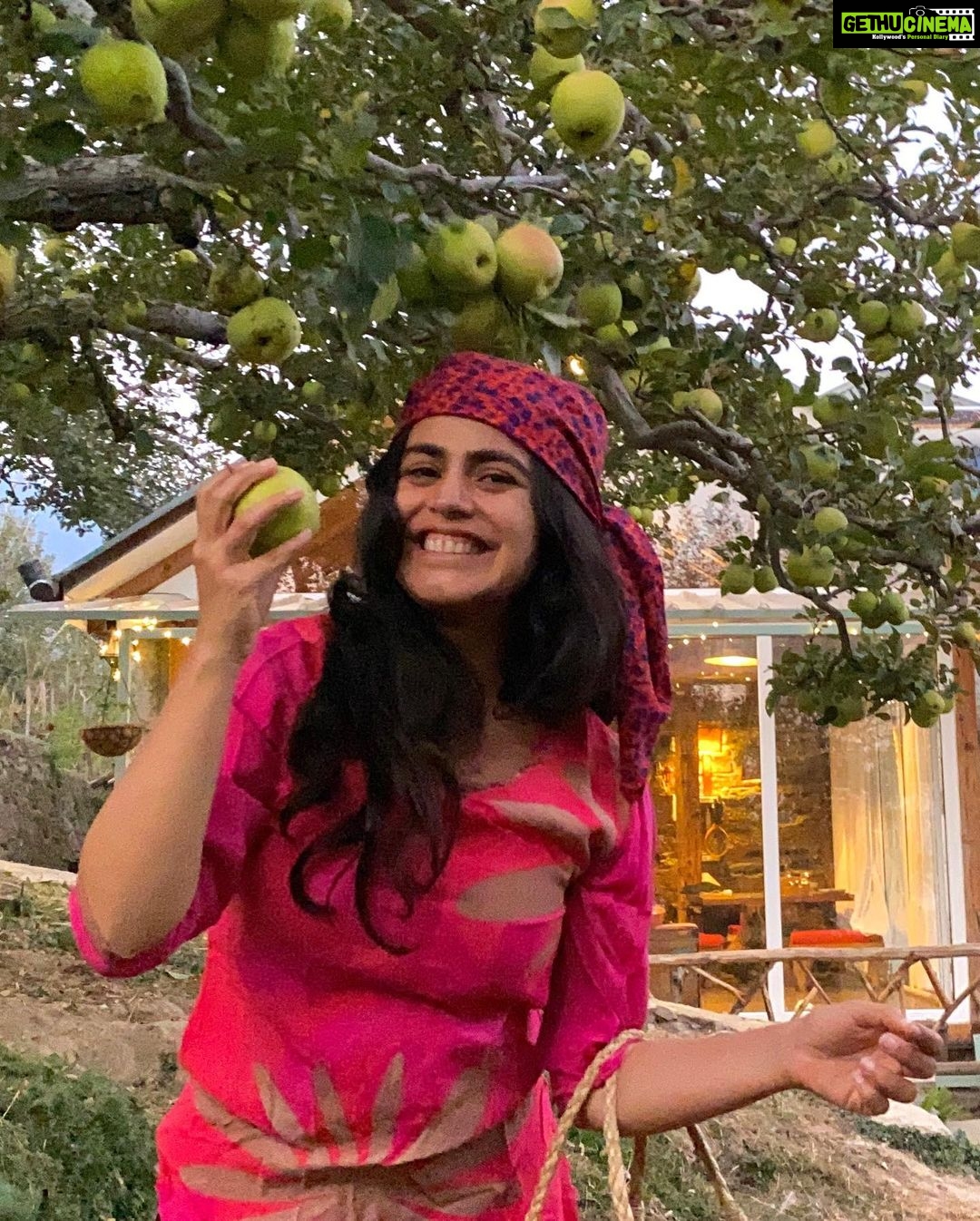 Shenaz Treasurywala Instagram - If you could pick money, good friends, amazing health or a passionate love from a tree which one would you pick? Right now I’m happy picking apples 🍏 off @meenabaghhomes orchid 🌳 thanks Sanjay for a lovely time and for taking these great pictures, hope to be back soon!!! I’m enjoying all my home stays in Himachal ❤️🙏🏾 making good friends - I think that’s my pick. #standwithtravel @standwithtravel