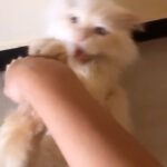 Shivani Surve Instagram – Take my warning seriously 😐

#catsofinstagram#cats#cat#catstagram#madcat#loveofmylife❤️