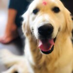 Shritama Mukherjee Instagram - Here's a special msg from Stella - "Mommy told me something really bad has happened in the world. So, we can't play in the park or spend time sitting in the garden. I only go down for the essentials. I am staying home so I don't become a potential carrier of the virus. I request you to please stay home and stay safe. I pray for everyone and hope this ends soon. Let us all unite and fight this together. Love - Stella". #stellalove #covidkindness #stayhomestaysafe #spreadpositivity #staycalm #quarantinelife #unite #live #love #smile #tuesdaythoughts #dogstagram #furbaby