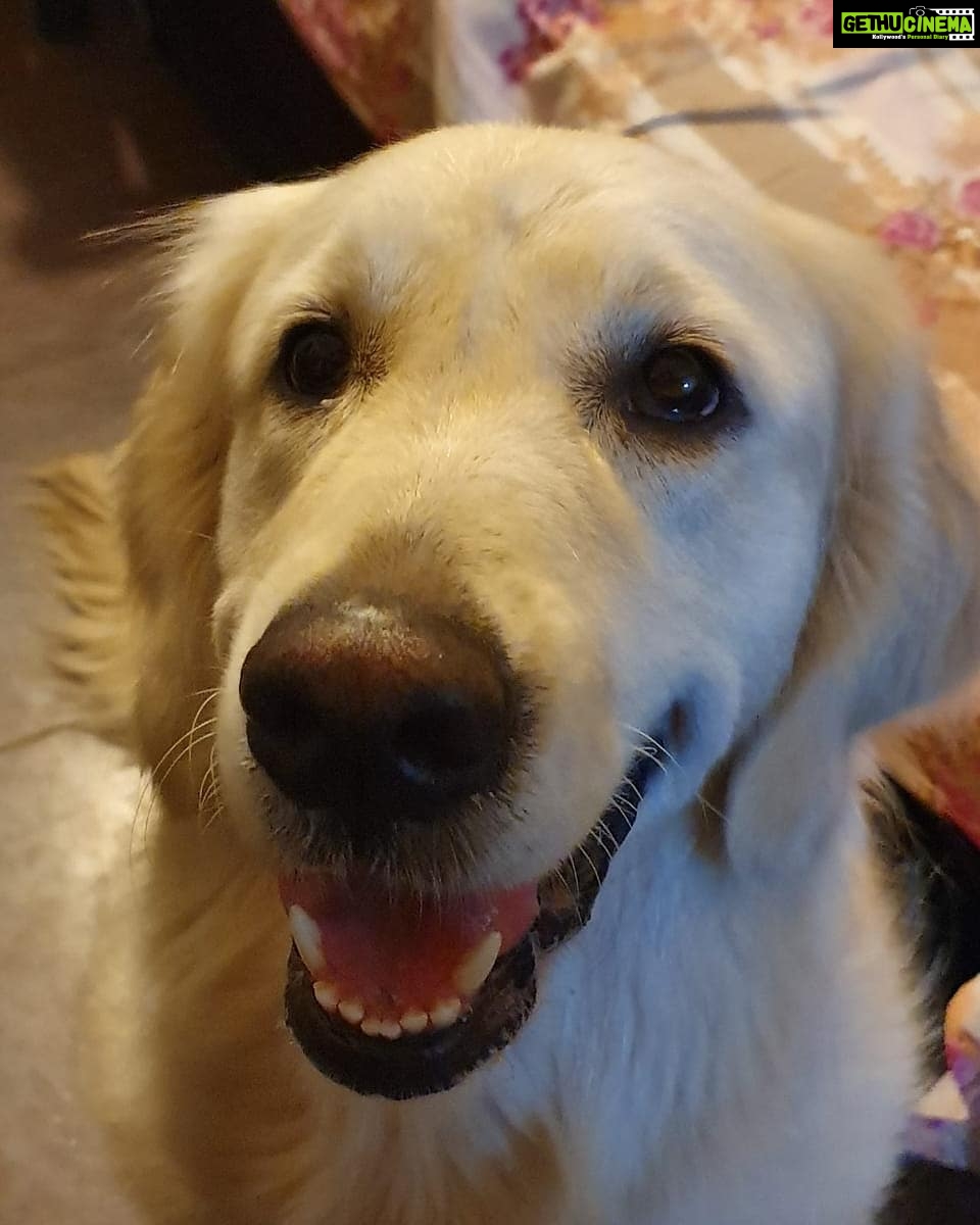 Shritama Mukherjee Instagram - Puppy eyes ❤️ #adorable #dogsofinstagram #stellalove