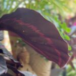 Shruti Seth Instagram - It’s an endless list actually. Things just keeping getting added and subtracted over time. But mostly all things that spark joy for any reason. #favourites #joy #home #plants #children #pet #books #tea #art #shimmering #shruphotodiary