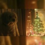 Shruti Ulfat Instagram - 🎄, me n Olly @meolly2018 . . . #shrutipanwar #olly #xmas #festive #happiness #love #togetherness #holidaymood #family