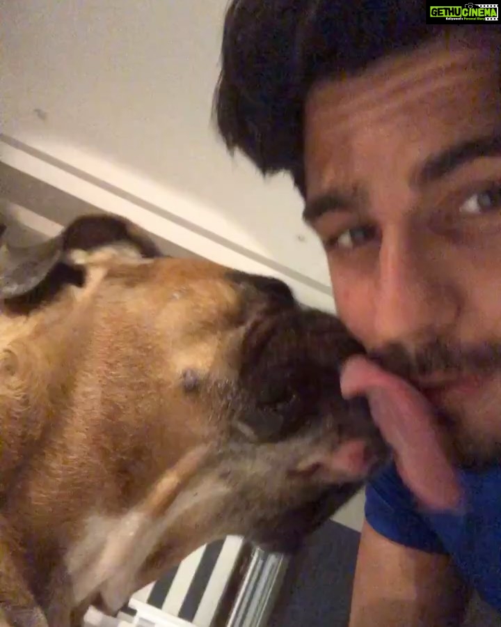 Sidharth Malhotra Instagram - Writing this With a heavy heart and moist eyes, My oscar is no longer in this world. He’s left a massive void in my heart, being my family here in mumbai for 11 plus years. I miss his energy around me, he taught me how to care and be compassionate, taught me that emotional energy is all that matters in this world whichever form of being it comes from, He was my companion through thick and thin, always greeted me with the same enthusiasm regardless of my day or his health. My mornings are incomplete without him, coming back home and opening the door will no longer be the same. Despite Knowing that our life span is longer than theirs it still pains to experience it. Such innocent eyes and pure energy is irreplaceable, I am eternally grateful that he chose me in this world and taught me so much. Love you my Oscar. ❤️💔