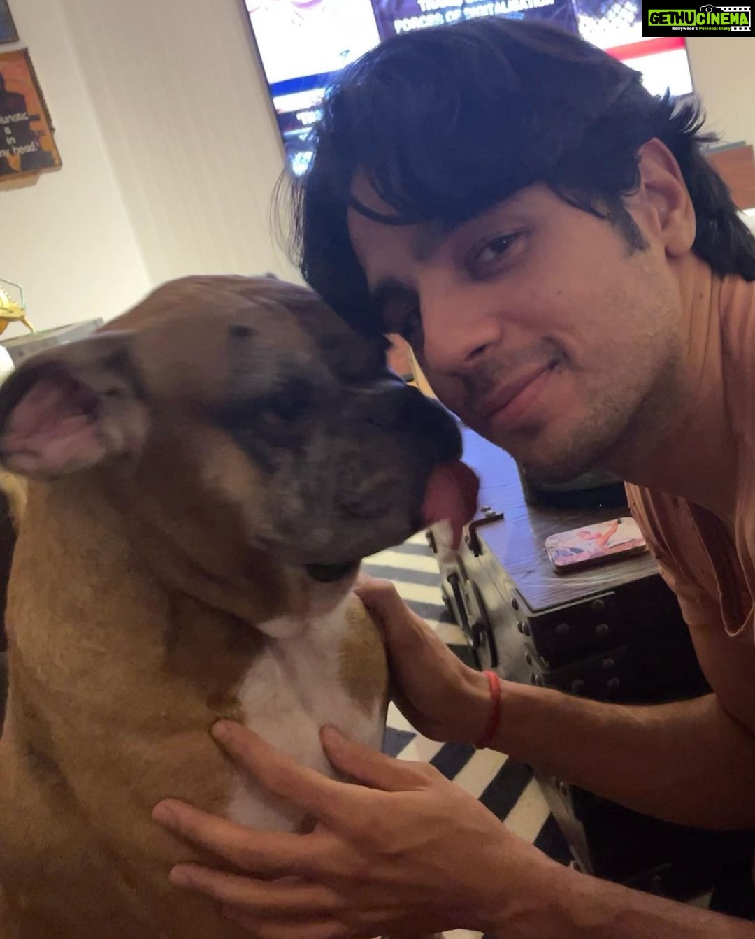 Sidharth Malhotra Instagram - Writing this With a heavy heart and moist eyes, My oscar is no longer in this world. He’s left a massive void in my heart, being my family here in mumbai for 11 plus years. I miss his energy around me, he taught me how to care and be compassionate, taught me that emotional energy is all that matters in this world whichever form of being it comes from, He was my companion through thick and thin, always greeted me with the same enthusiasm regardless of my day or his health. My mornings are incomplete without him, coming back home and opening the door will no longer be the same. Despite Knowing that our life span is longer than theirs it still pains to experience it. Such innocent eyes and pure energy is irreplaceable, I am eternally grateful that he chose me in this world and taught me so much. Love you my Oscar. ❤️💔