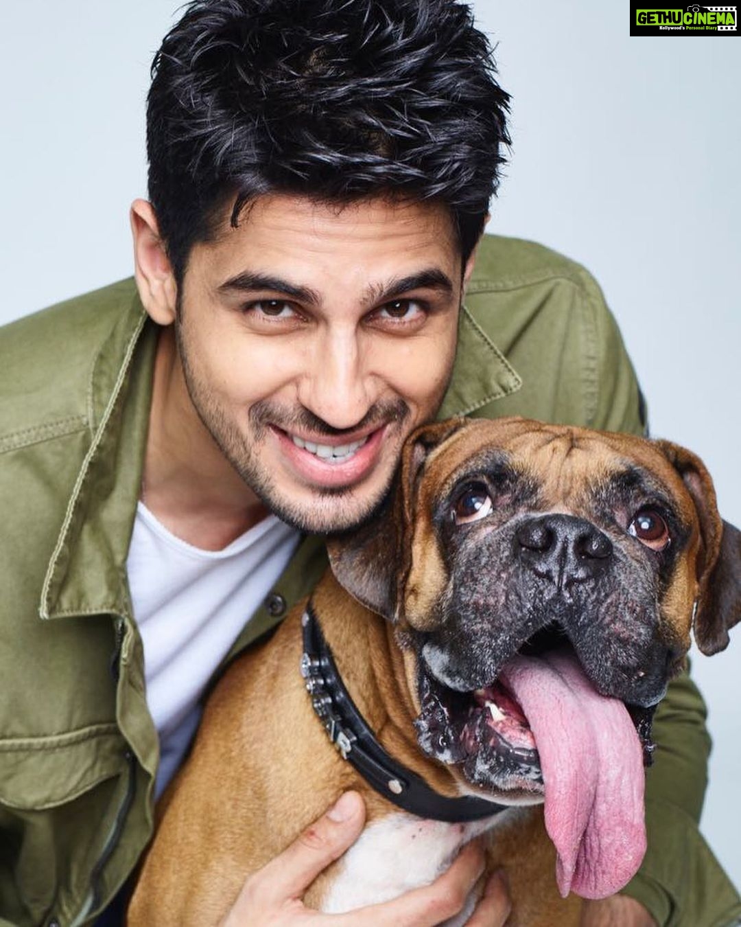 Sidharth Malhotra Instagram - Writing this With a heavy heart and moist eyes, My oscar is no longer in this world. He’s left a massive void in my heart, being my family here in mumbai for 11 plus years. I miss his energy around me, he taught me how to care and be compassionate, taught me that emotional energy is all that matters in this world whichever form of being it comes from, He was my companion through thick and thin, always greeted me with the same enthusiasm regardless of my day or his health. My mornings are incomplete without him, coming back home and opening the door will no longer be the same. Despite Knowing that our life span is longer than theirs it still pains to experience it. Such innocent eyes and pure energy is irreplaceable, I am eternally grateful that he chose me in this world and taught me so much. Love you my Oscar. ❤️💔