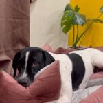 Simran Budharup Instagram - Falling In Love With My New @hiputee Products A Lil Bit More Everyday❤️ Introducing The Newest Addition To @taxi_the_pup ‘s Daily Routine The Amazing Products From @hiputee Absolutely Delighted to See My @taxi_the_pup Enjoying Every Bit Of It, From Comfy Beds To Their Cute Lil Toys And Accessories @hiputee Has Everything That Your Furry Babies Need To Feel Loved And Pampered Trust Me Your Fur Baby Will Thank You For It 🐶 www.hiputee.com #hiputee #wherepetsarefamily #hiputeepetbed #hiputeeproducts