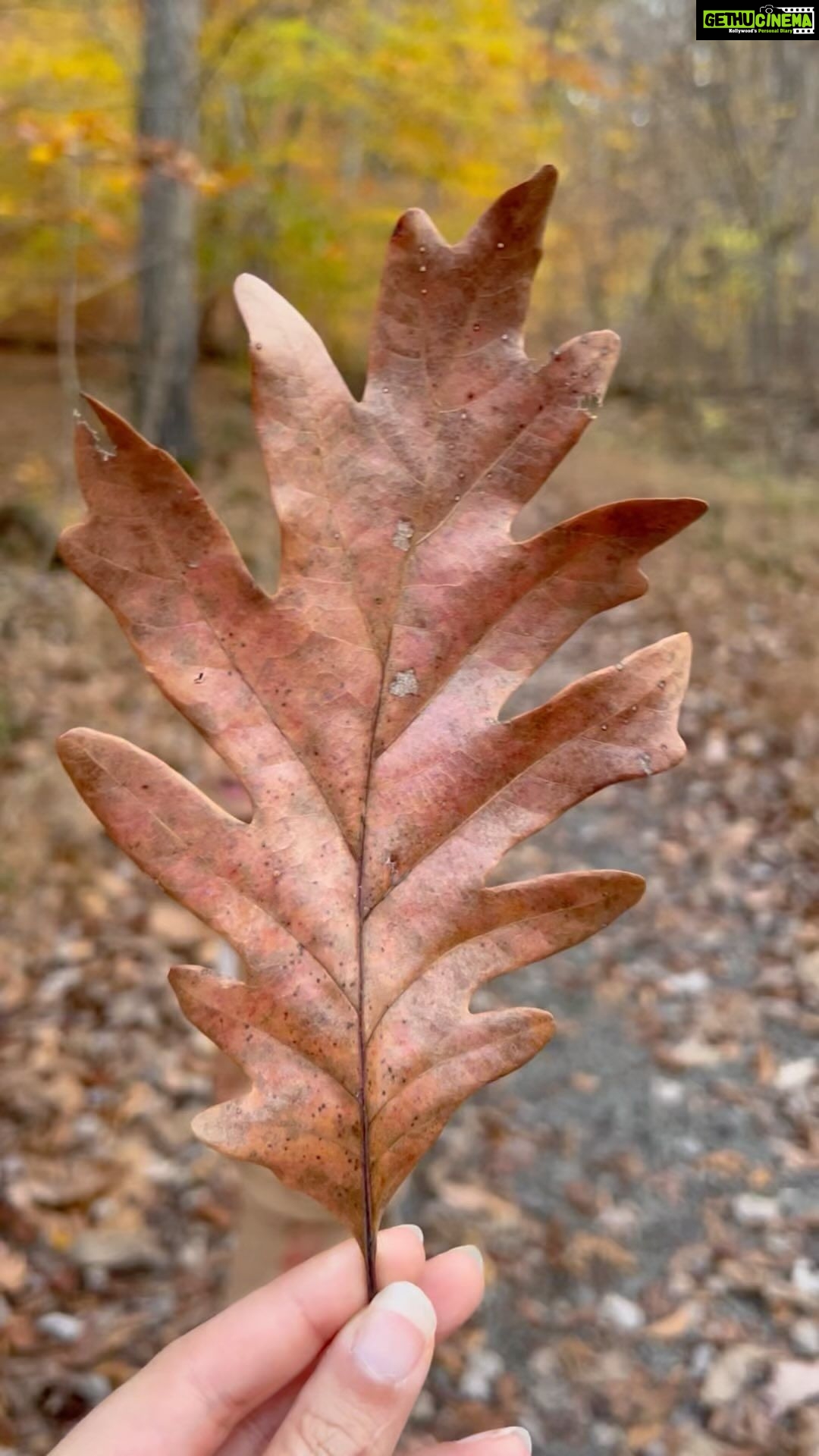 Soumya Seth Instagram - Fall feels πππ #Fall #greatfalls #hiking #VaRealtor #RealtorLife #Blessed #Grateful #SomyaSethHomes #RealEstate #NovaRealtor #LuxuryLiving #DreamsDoComeTrue #Believe #WomeinInBusiness #Vienna #DreamHome #Southriding #Alexandria #Ashburn #LoudounCounty #Fairfax #Herndon #Mclean #GreatFalls #Arlington #FallsChurch #Investment #Buying #Selling #Foxessellfaster Great Falls, Virginia