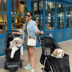 Srishty Rode Instagram - My World ❤️ #TiaraRode #TroyRode Babies Day Out 🐶 🐶 . . #reels #reelsinstagram #reelitfeelit #babiesdayout #puppylove #puppy #dogsofinstagram #doglover