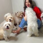 Srishty Rode Instagram – Let me give you guys a visual treat ❤️ how many can you count 🐶😍? 
.
.
#dogsofinstagram #dogs #doglover #doglife #reels #reelsinstagram #reelitfeelit #reelkarofeelkaro #aashiyana #puppy