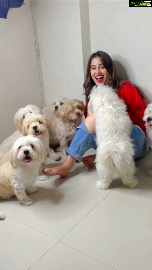 Srishty Rode Instagram - Let me give you guys a visual treat ❤️ how many can you count 🐶😍? . . #dogsofinstagram #dogs #doglover #doglife #reels #reelsinstagram #reelitfeelit #reelkarofeelkaro #aashiyana #puppy