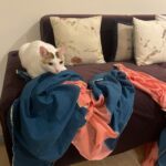 Sukirti Kandpal Instagram - 👩🏻‍🦱🐈🌸🪔